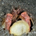 shrimp_mantis_bhr_tam_h_0102_bal5845.jpg